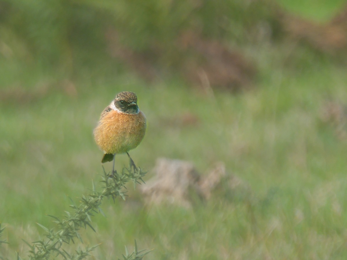 European Stonechat - ML642266944