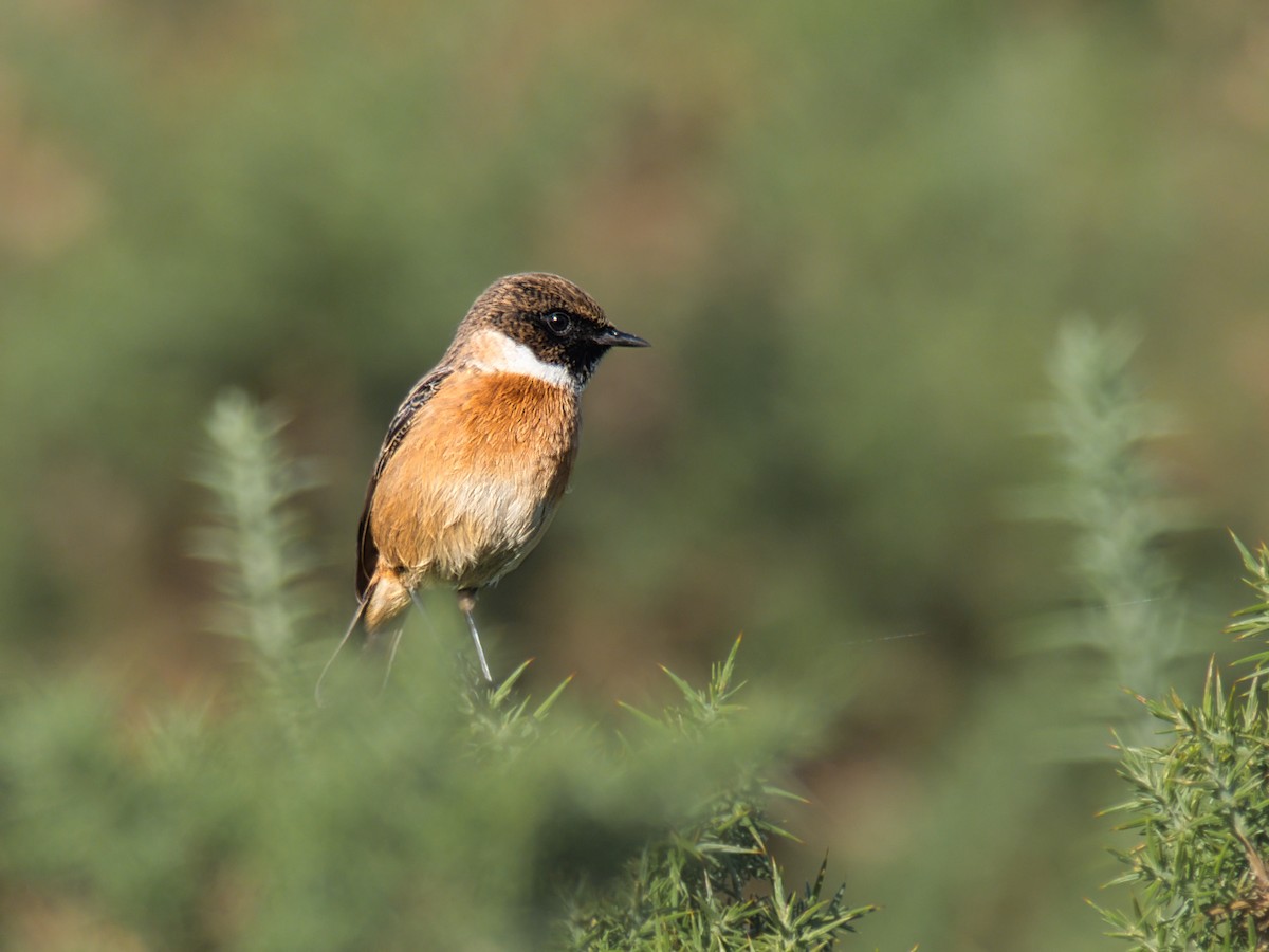 European Stonechat - ML642266945