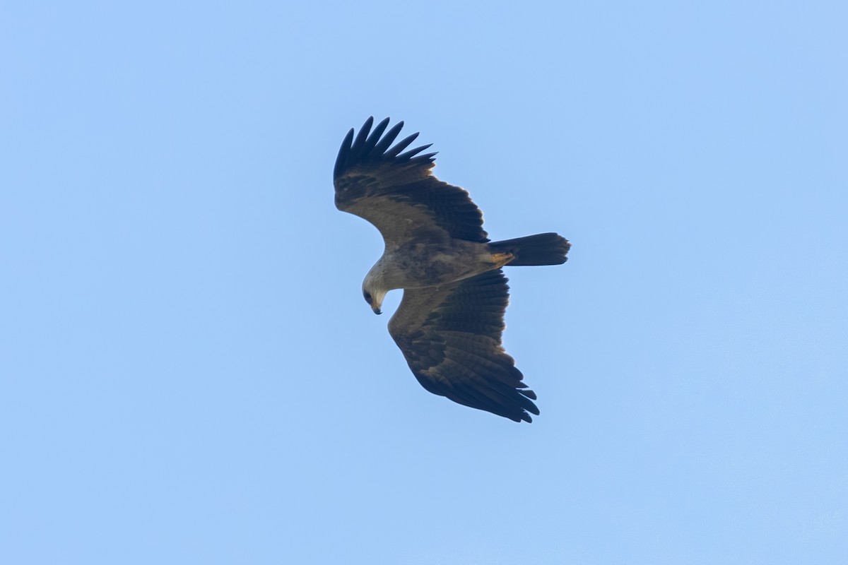 Tawny Eagle - ML642266946