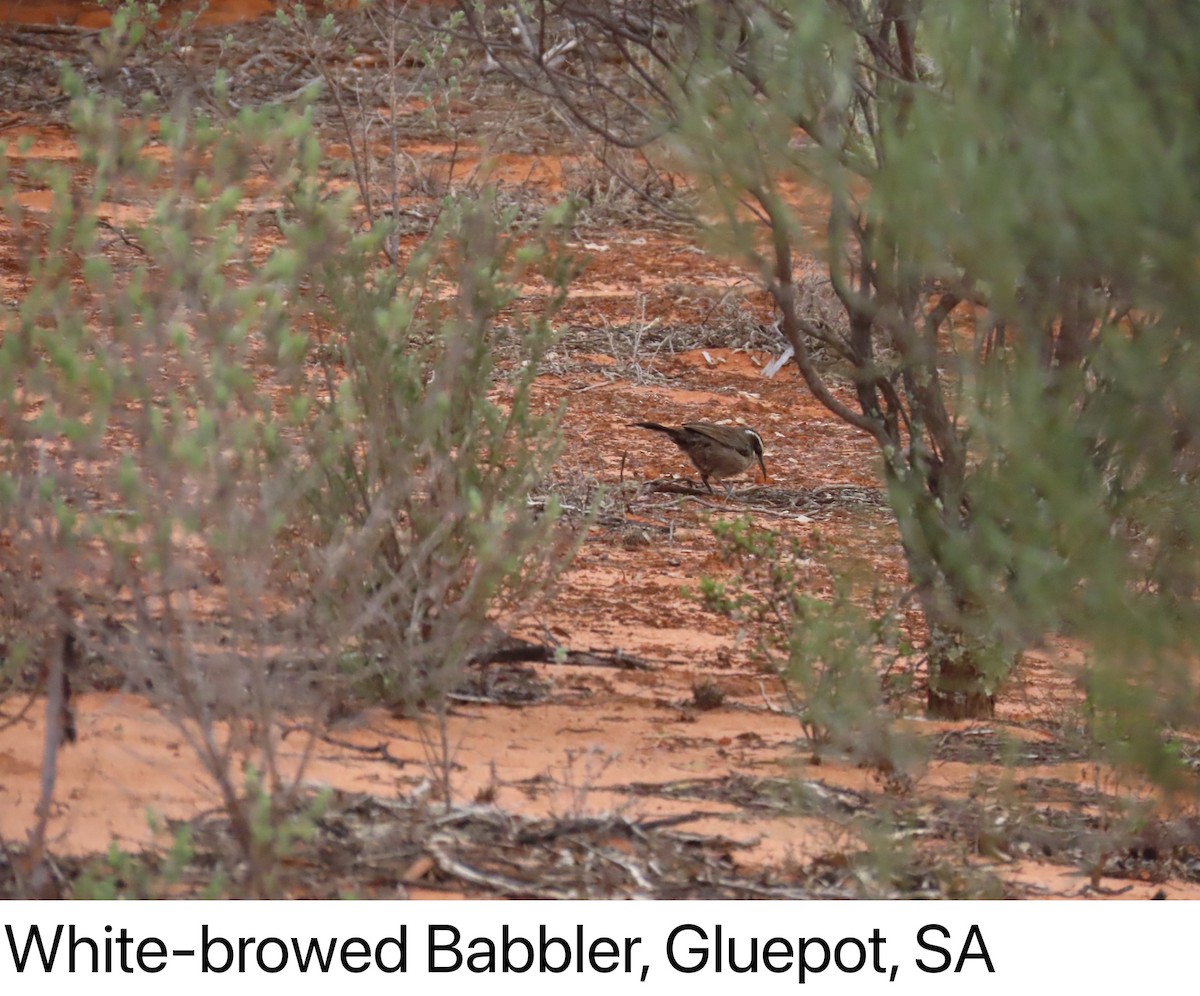 White-browed Babbler - ML642266947