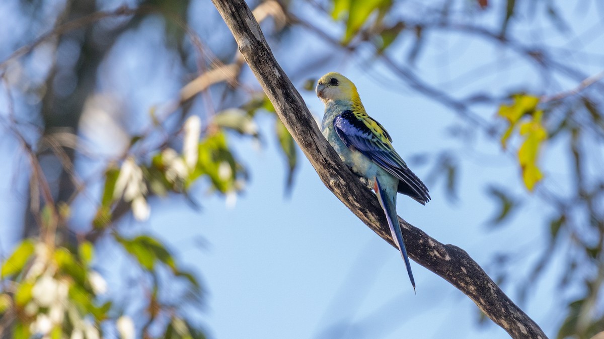Pale-headed Rosella - ML642266948