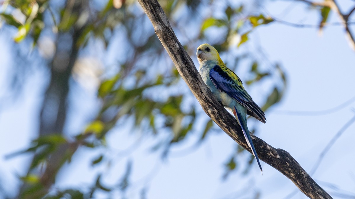 Pale-headed Rosella - ML642266949