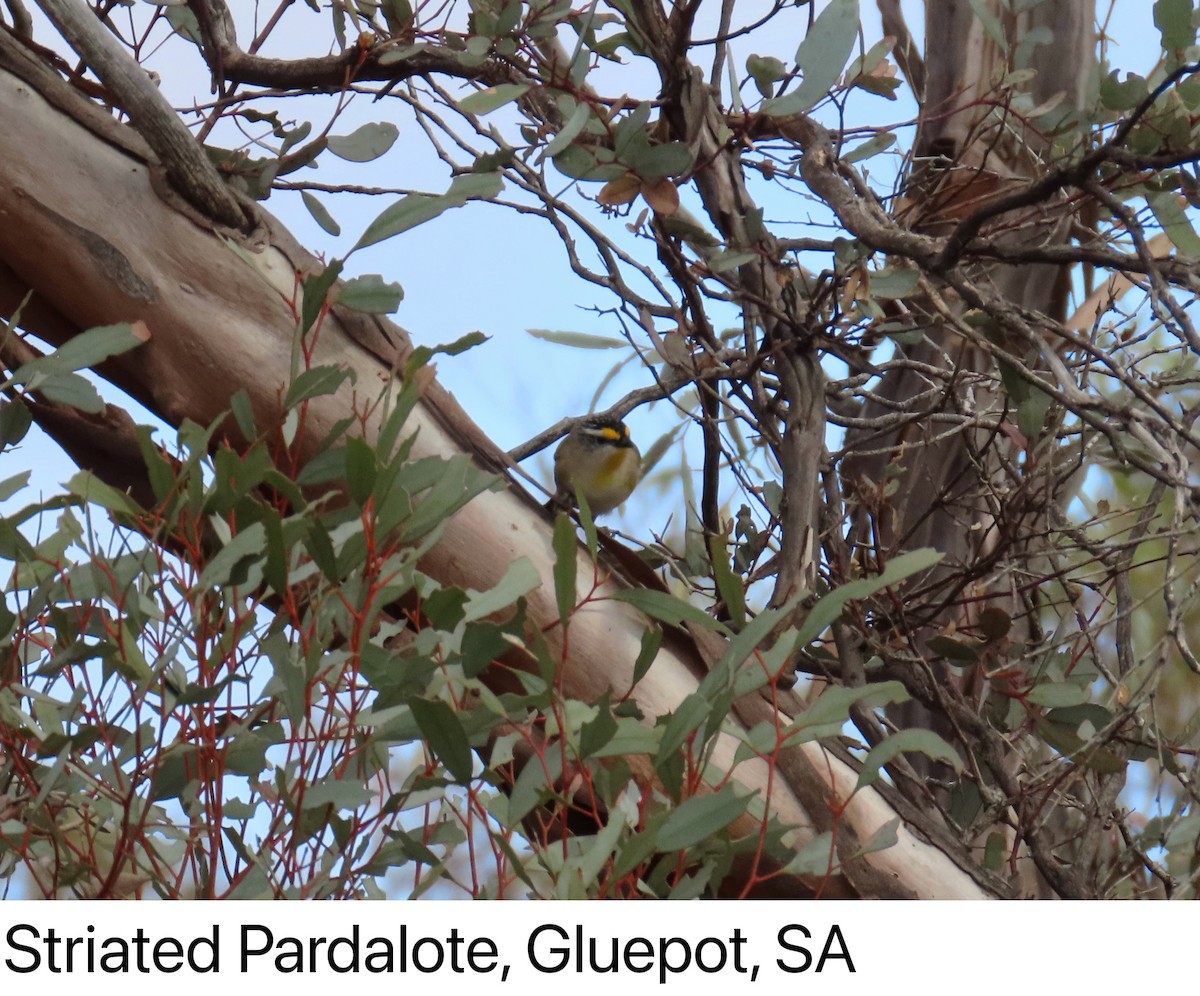 Striated Pardalote - ML642266951