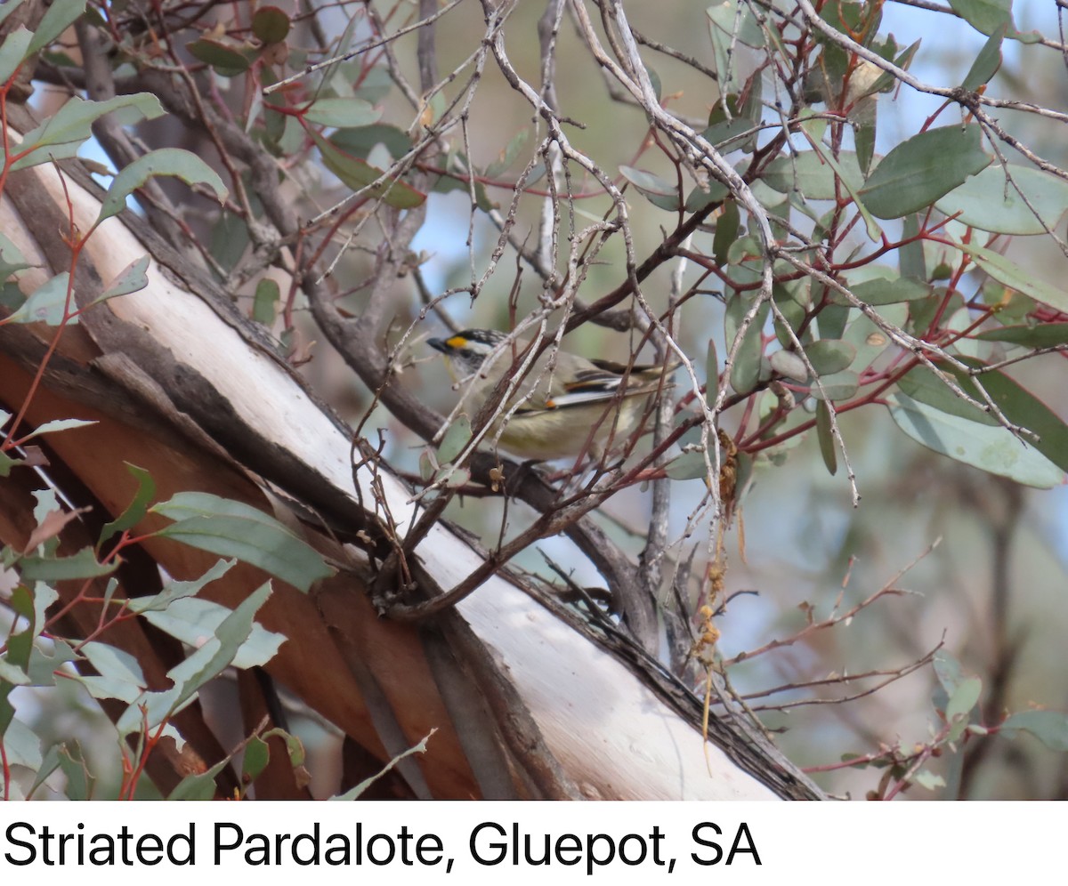Striated Pardalote - ML642266952