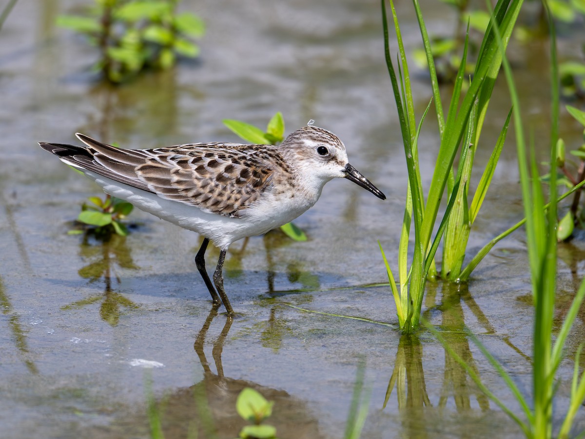 Red-necked Stint - ML642266954