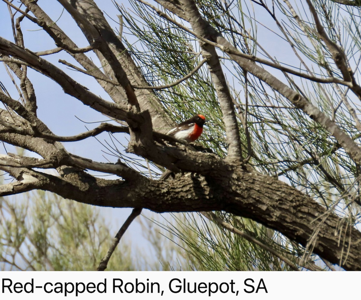 Red-capped Robin - ML642266957
