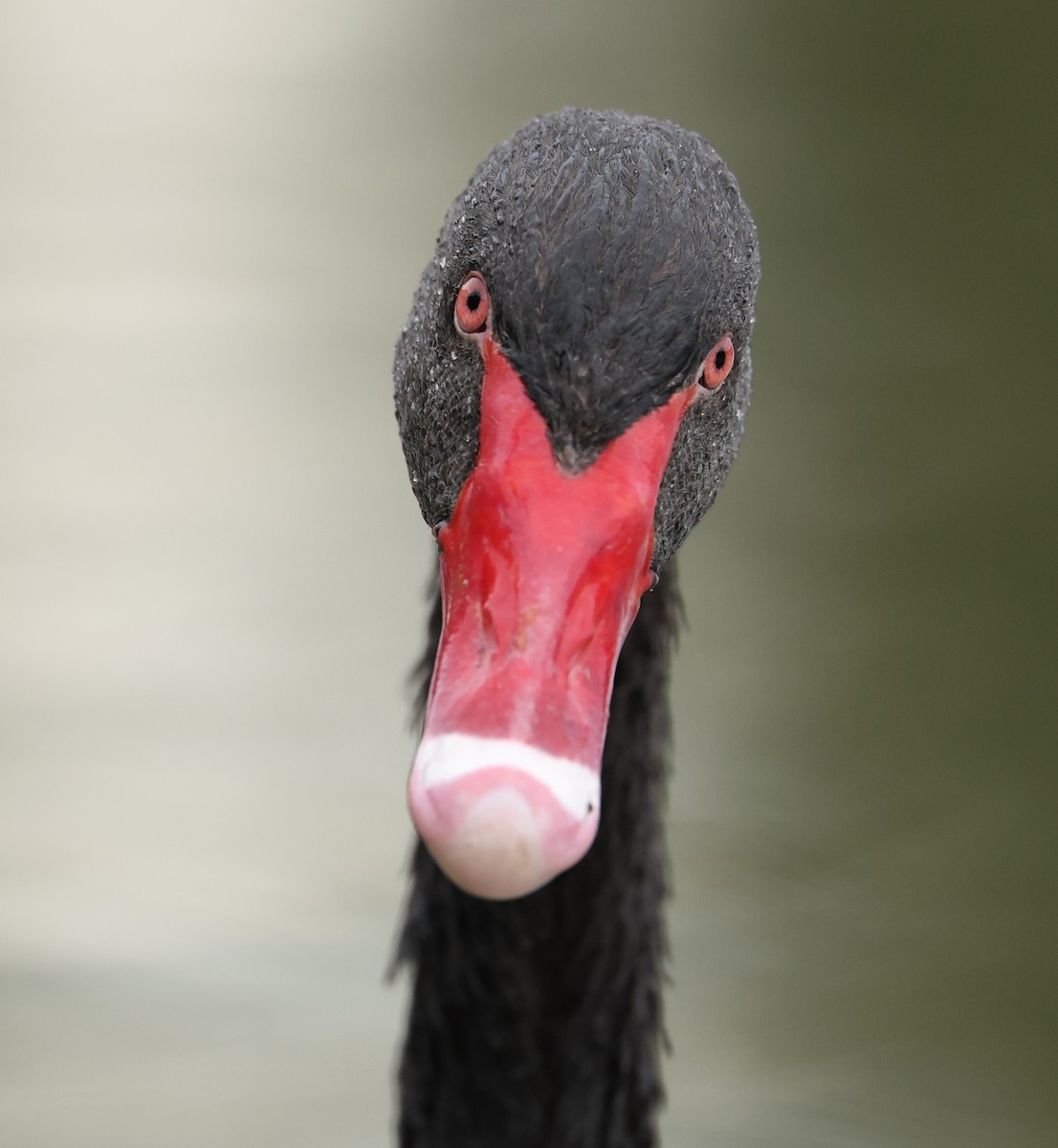 Black Swan - ML642266978