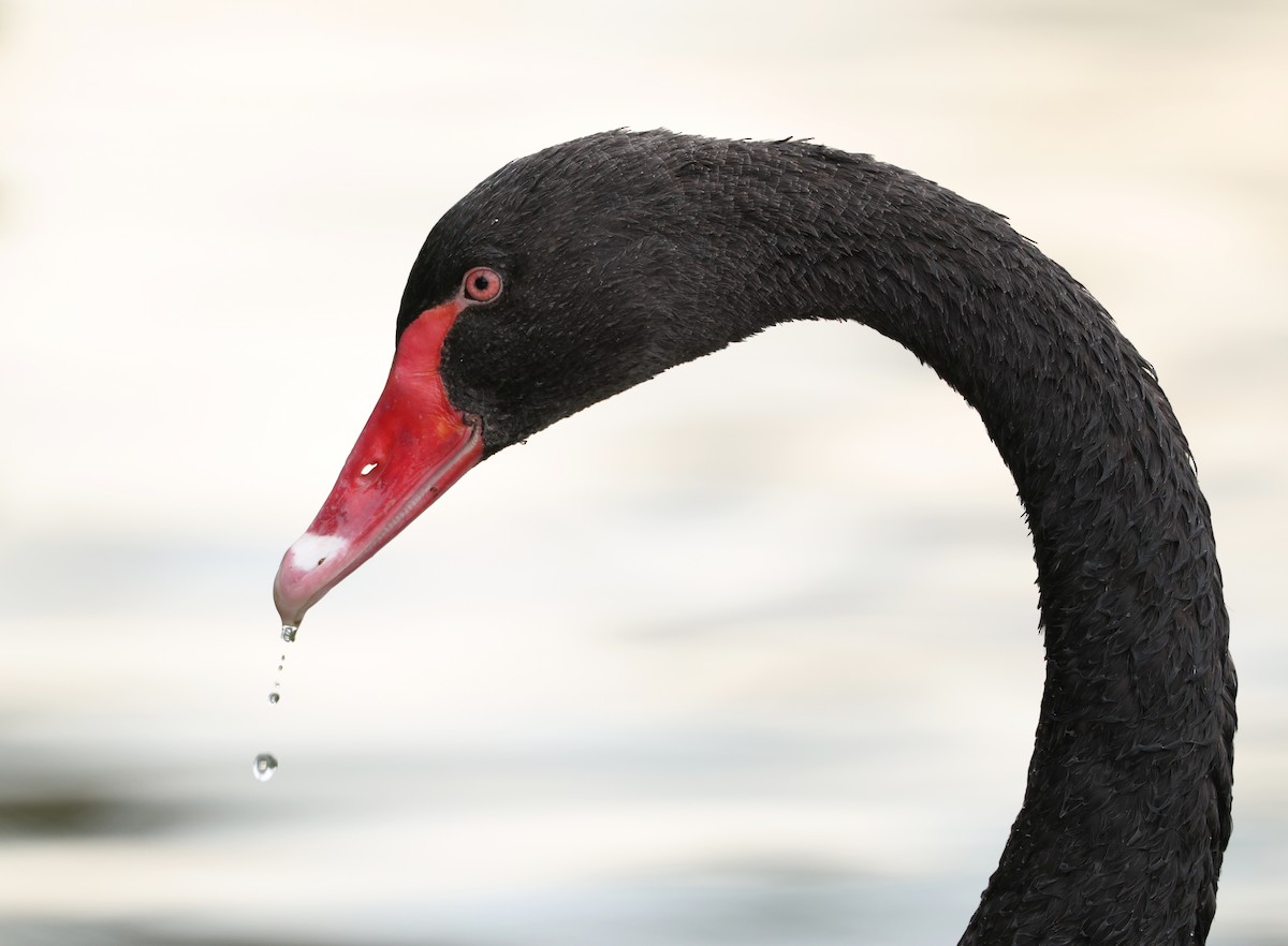 Black Swan - ML642266980