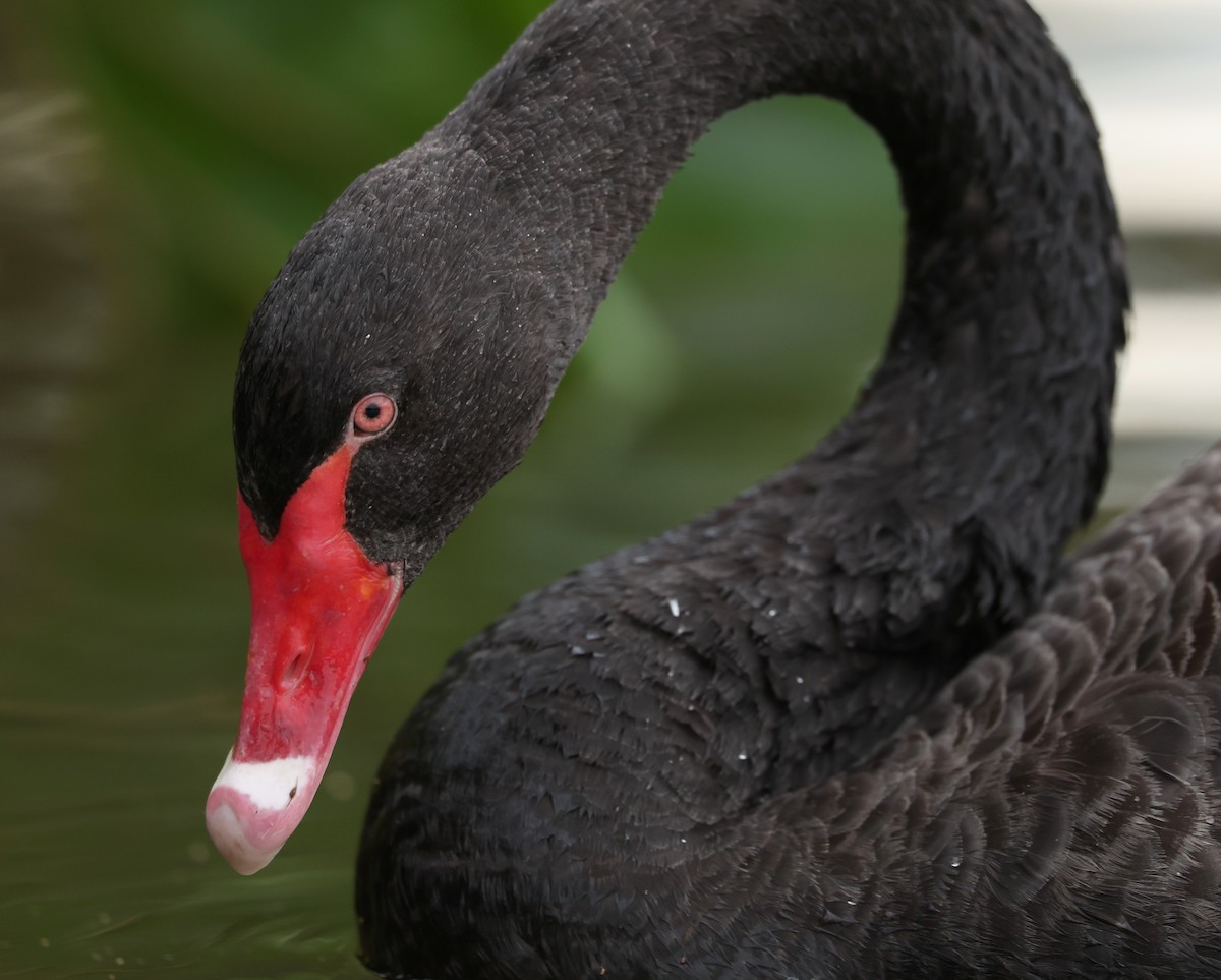 Black Swan - ML642266981