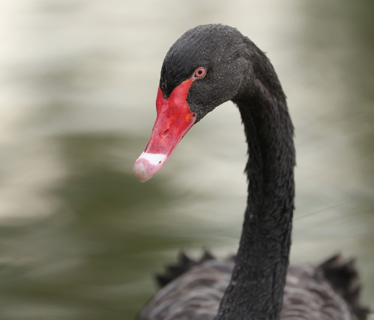 Black Swan - ML642266982