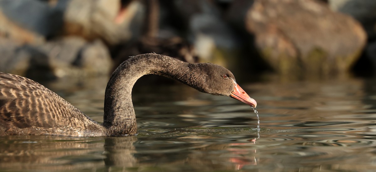 Black Swan - ML642266997
