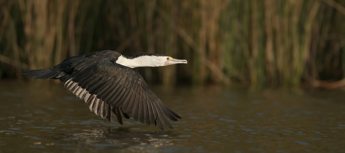 Cormorán Pío - ML642267001