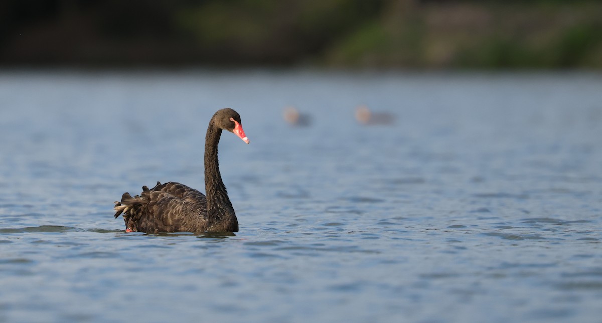 Black Swan - ML642267003