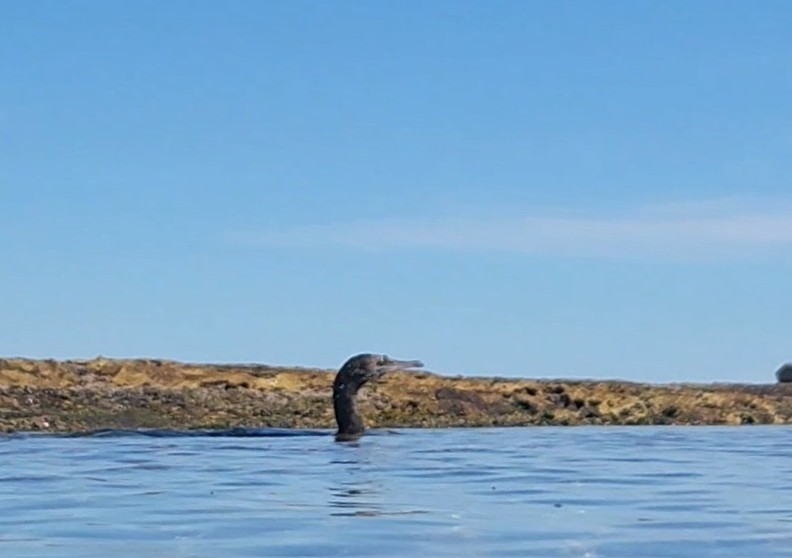 Cormorán Grande - ML642267020