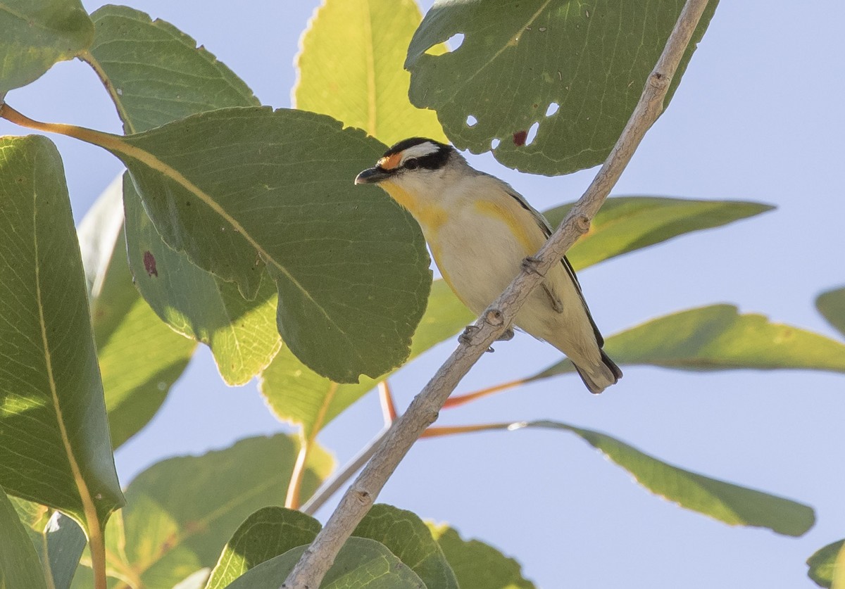 Pardalote Estriado (grupo melanocephalus) - ML642267036