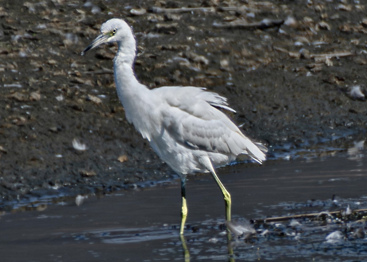 Little Blue Heron - ML642267113