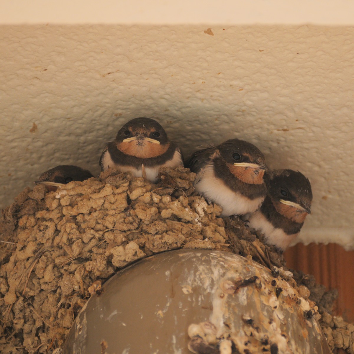 Barn Swallow - ML642267120