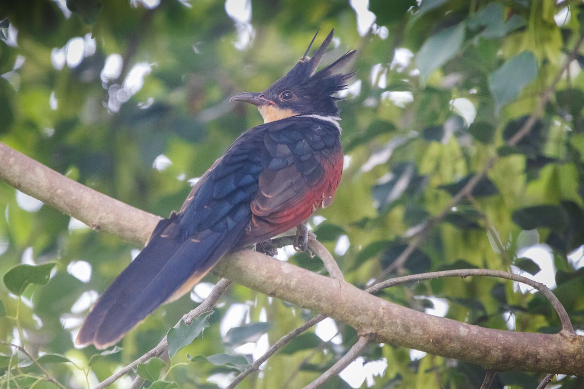 Chestnut-winged Cuckoo - ML642267133