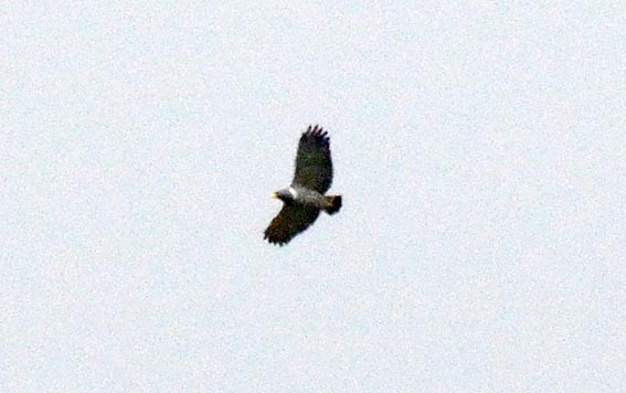 Barred Hawk - ML642267145