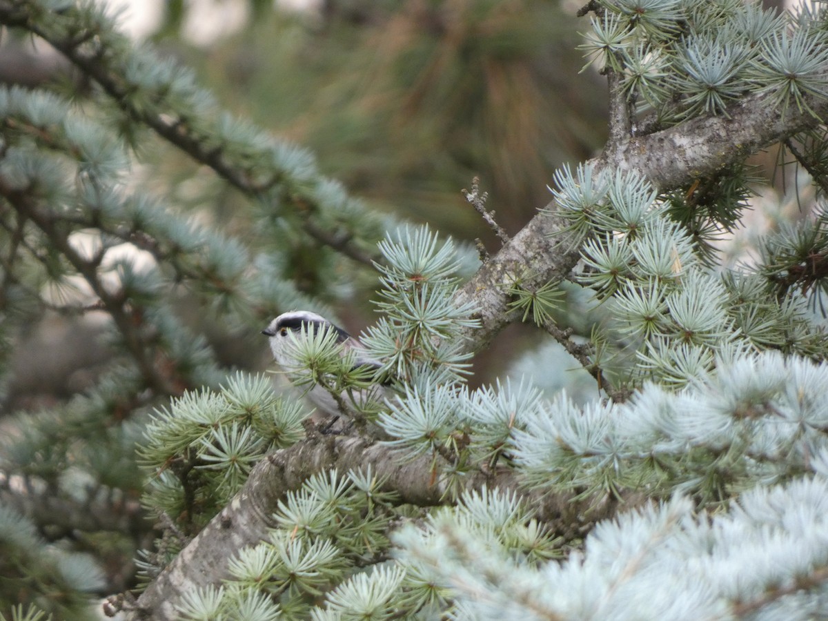 Long-tailed Tit - ML642267149