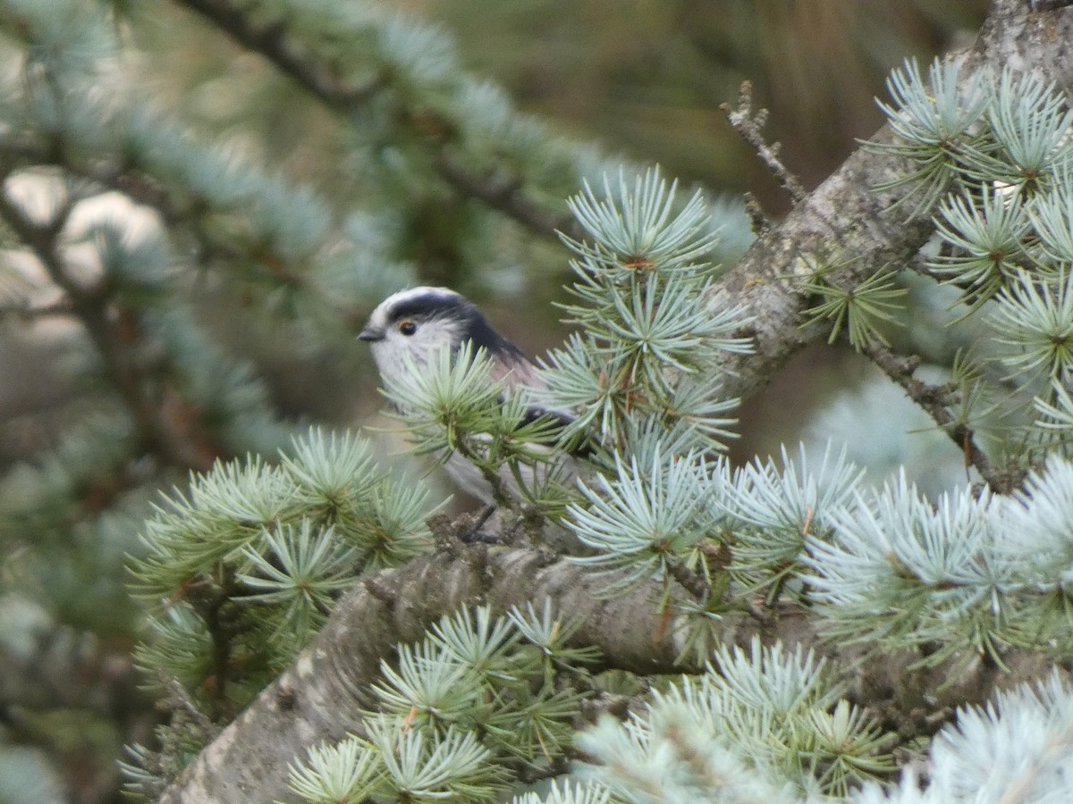 Long-tailed Tit - ML642267155