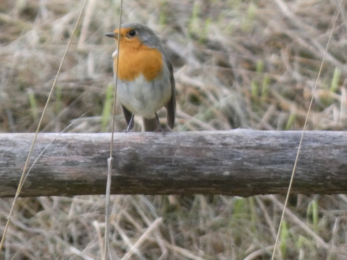 European Robin - ML642267205