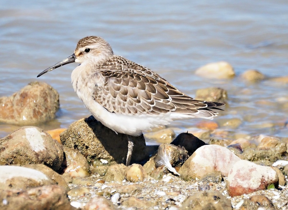 Curlew Sandpiper - ML642267209