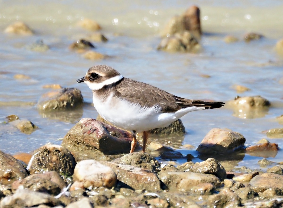 Common Ringed Plover - ML642267212