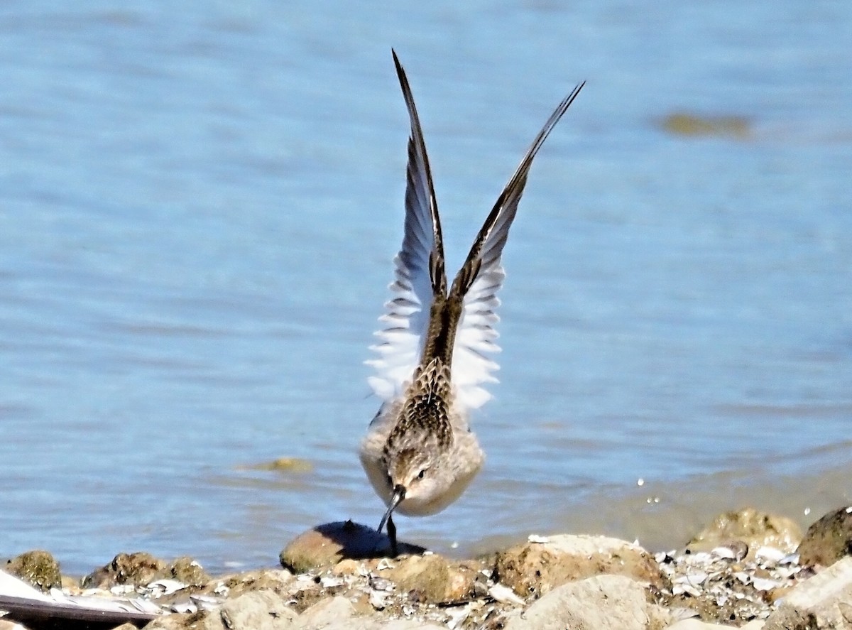 Curlew Sandpiper - ML642267281