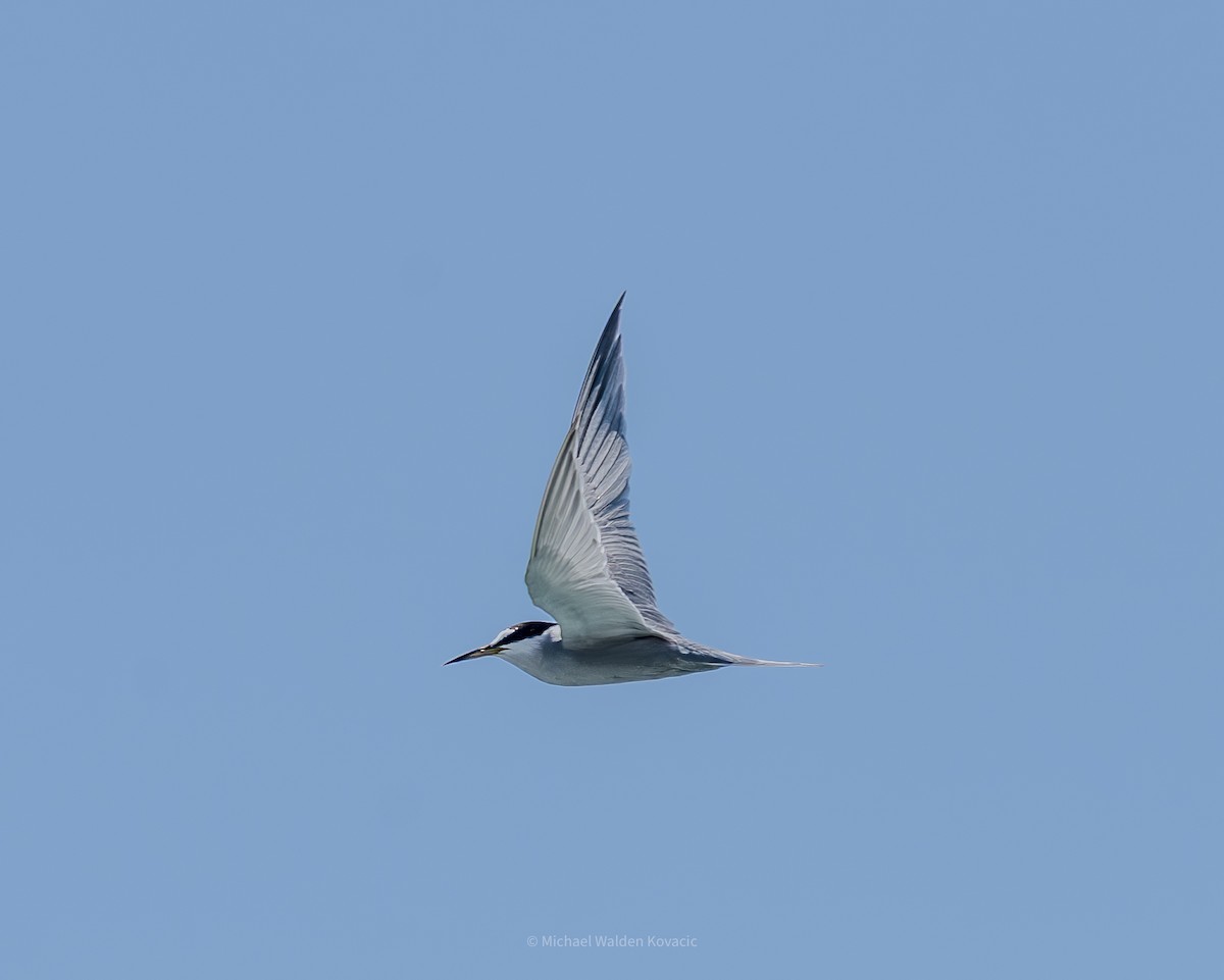 Peruvian Tern - ML642267282