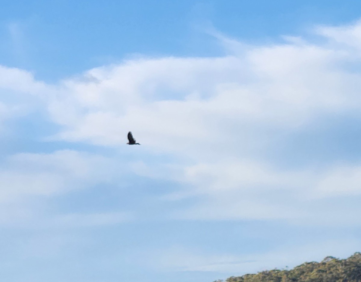 Aigle d'Australie - ML642267287