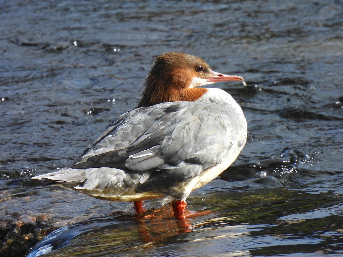 Common Merganser - ML642267304