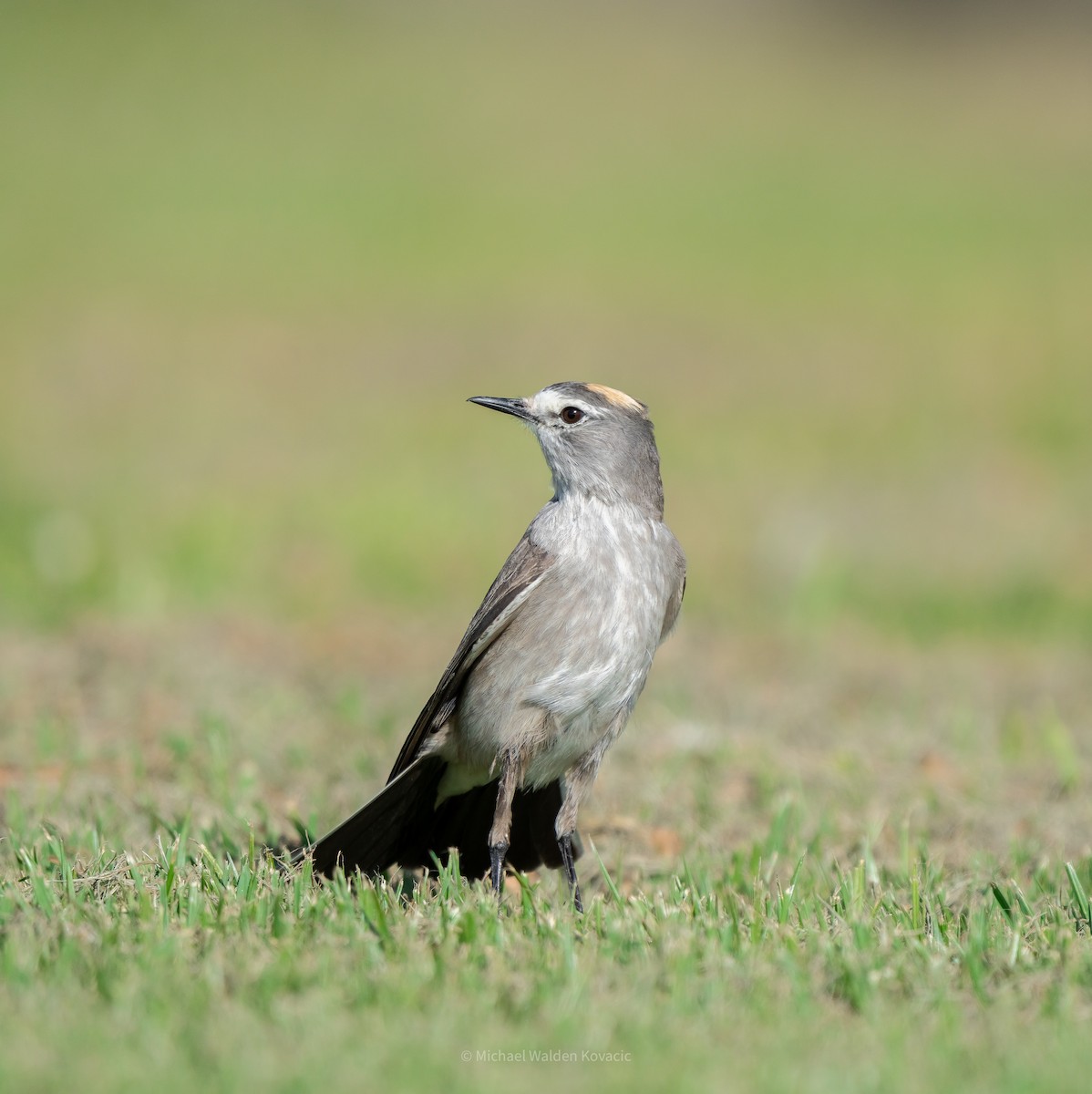 Ochre-naped Ground-Tyrant - ML642267308