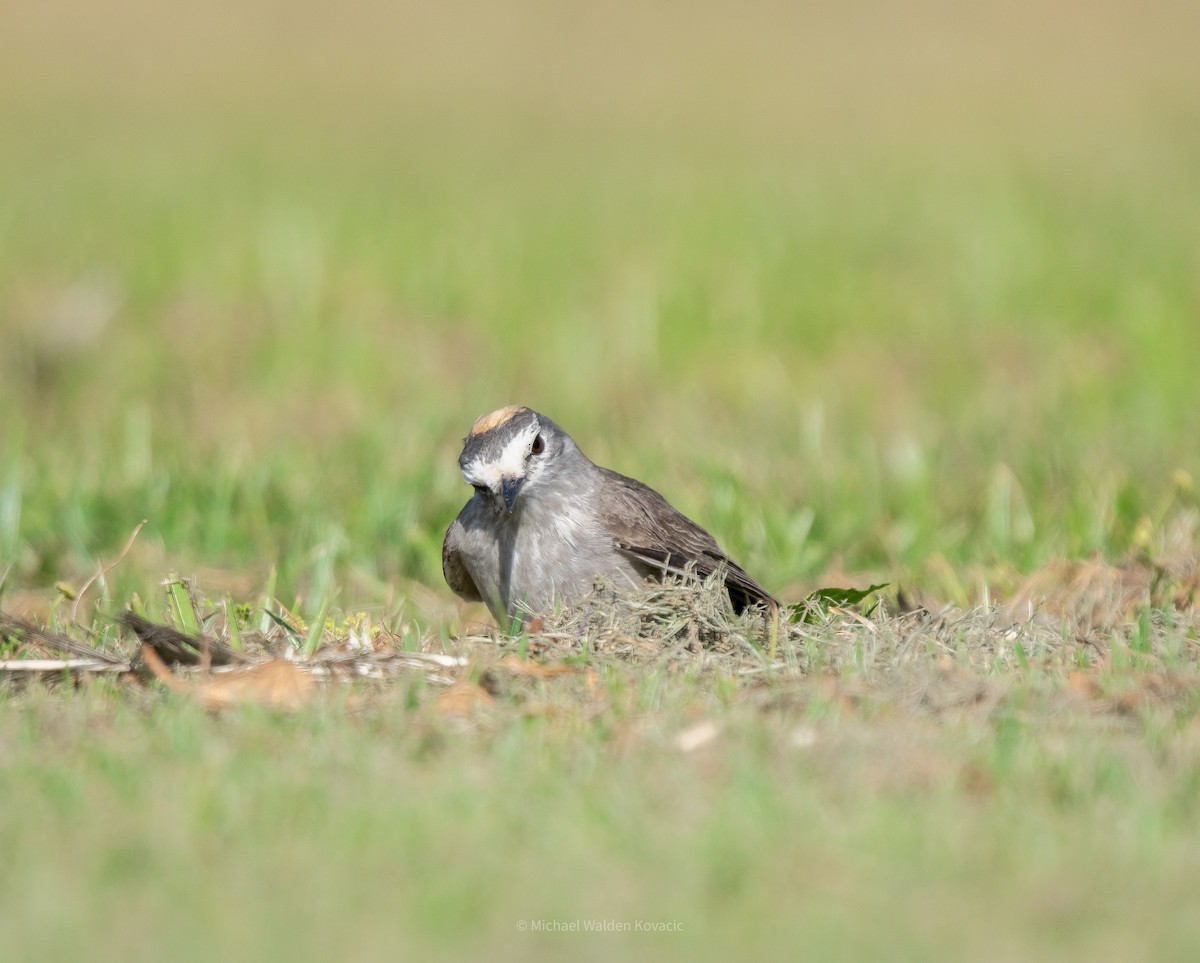Ochre-naped Ground-Tyrant - ML642267309