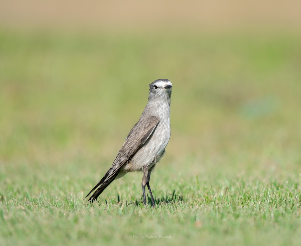 Ochre-naped Ground-Tyrant - ML642267314