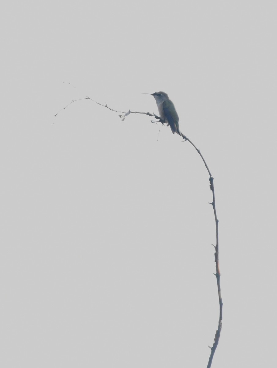 Calliope Hummingbird - ML642267335