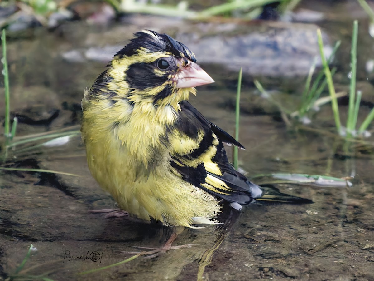 Yellow-breasted Greenfinch - ML642267368