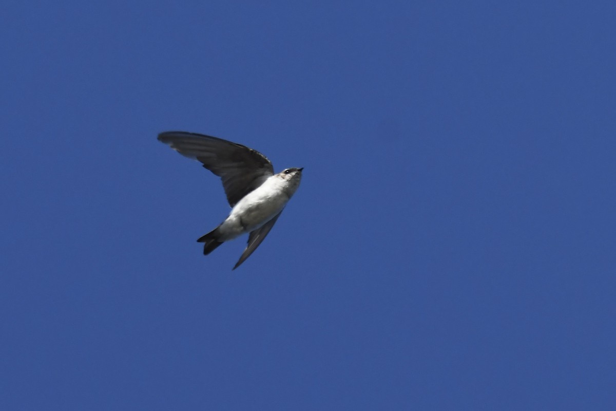 Violet-green Swallow - ML642267377