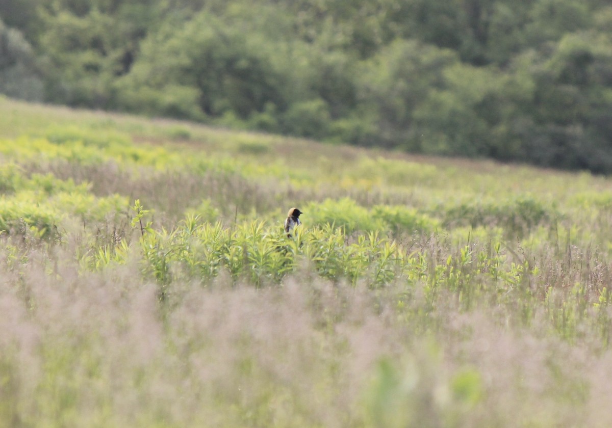 Bobolink - ML642267379