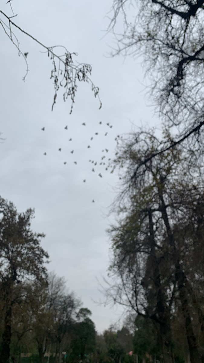 Голуб чилійський - ML642267428