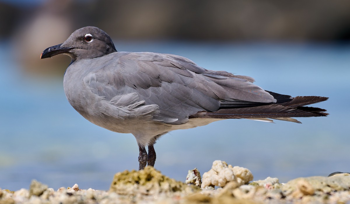 Lava Gull - ML642267444