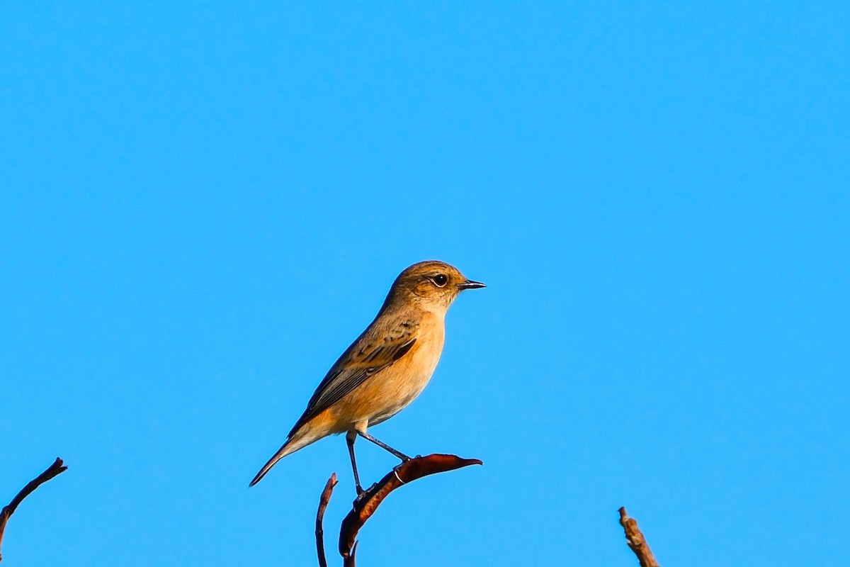 Siberian Stonechat - ML642267510