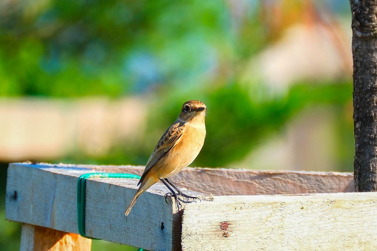 Siberian Stonechat - ML642267511