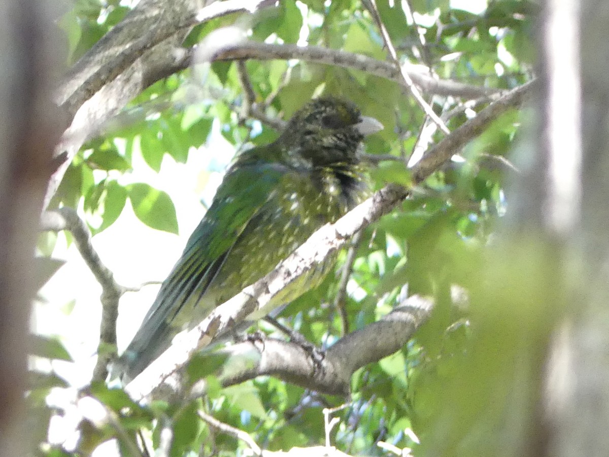 Green Catbird - ML642267522