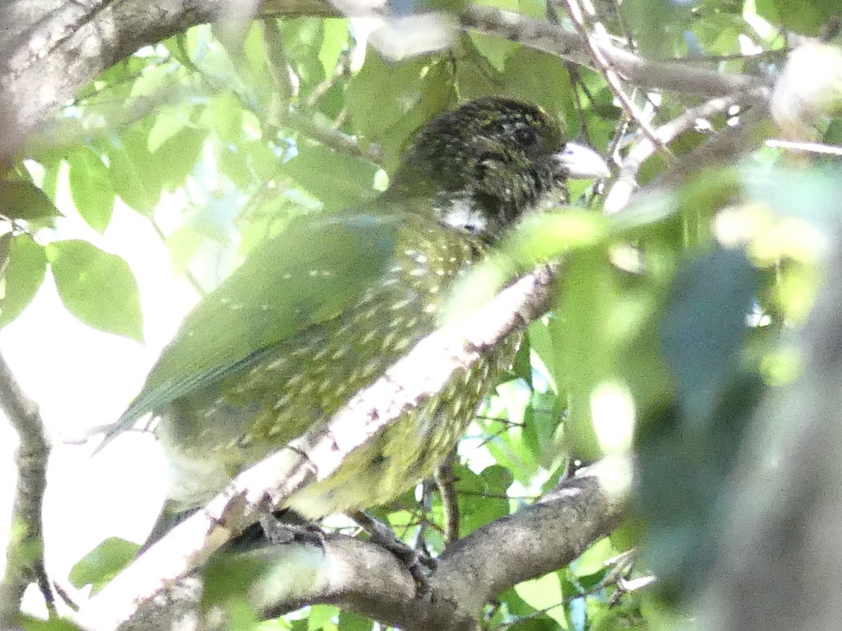 Green Catbird - ML642267523