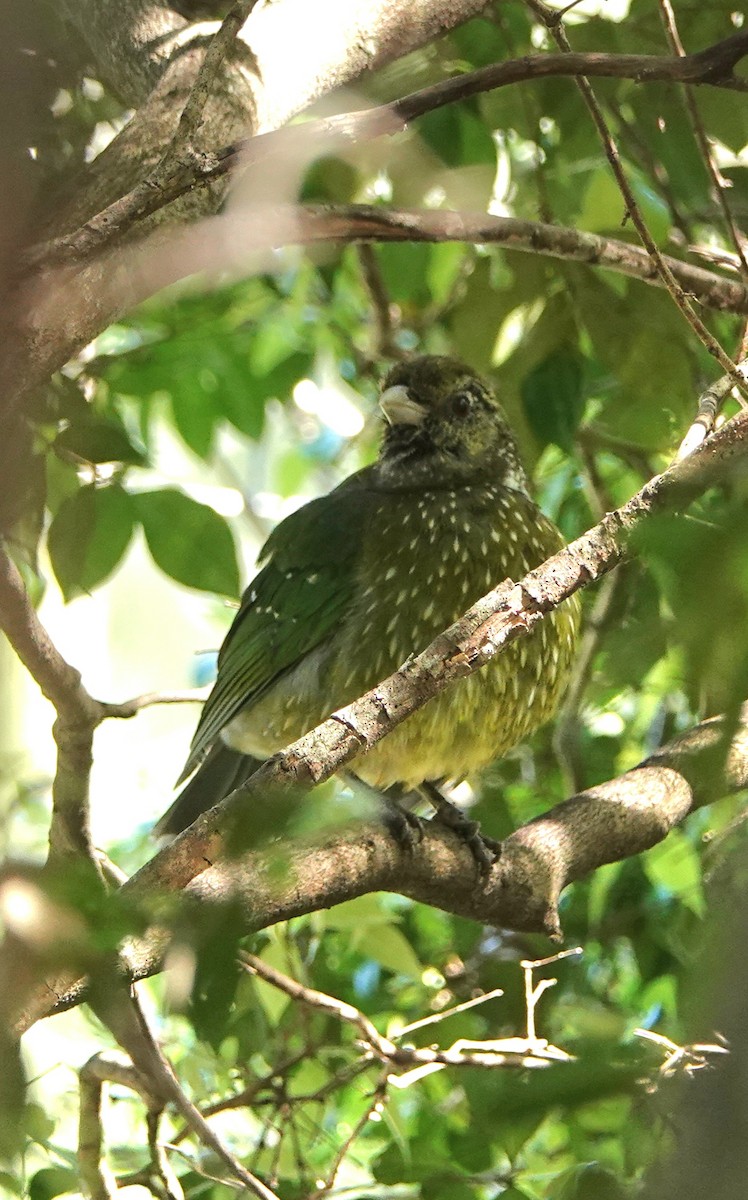 Green Catbird - ML642267524