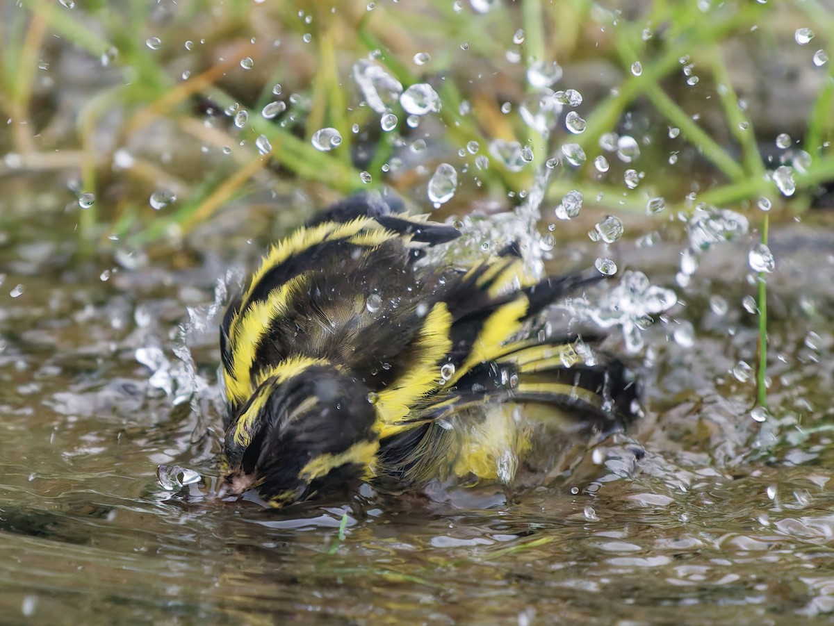 Yellow-breasted Greenfinch - ML642267557