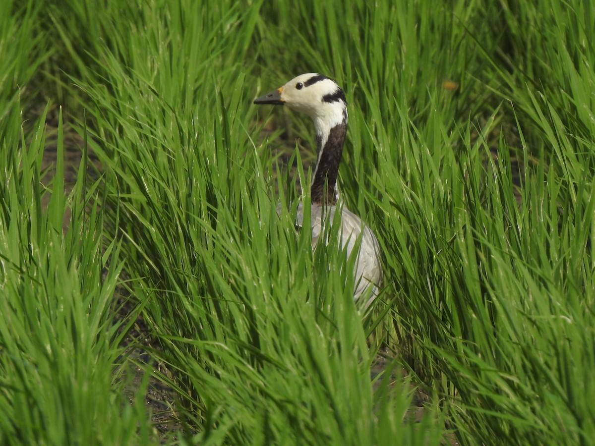Bar-headed Goose - ML642267558