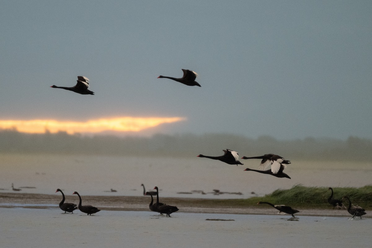 Black Swan - ML642267567