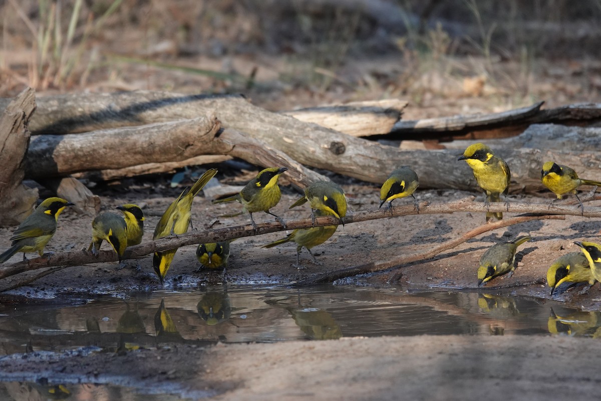 Yellow-tufted Honeyeater - ML642267581
